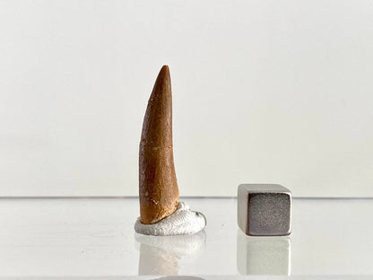 Zarafasaurus Fossil Tooth (1.38") – Plesiosaur species, Cretaceous Period, Morocco - FossilsAndMore