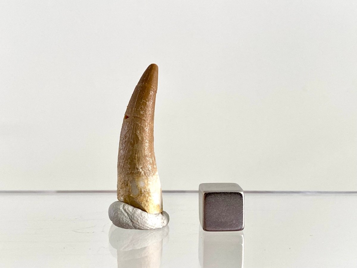 Zarafasaurus Fossil Tooth (1.47") – Plesiosaur species, Cretaceous Period, Morocco - FossilsAndMore