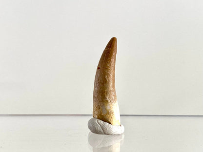 Zarafasaurus Fossil Tooth (1.47") – Plesiosaur species, Cretaceous Period, Morocco - FossilsAndMore