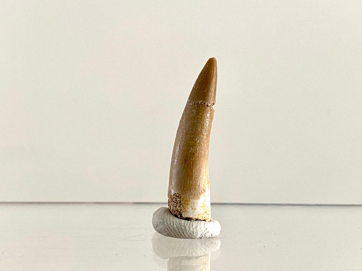 Zarafasaurus Fossil Tooth (1.51") – Plesiosaur species, Cretaceous Period, Morocco - FossilsAndMore