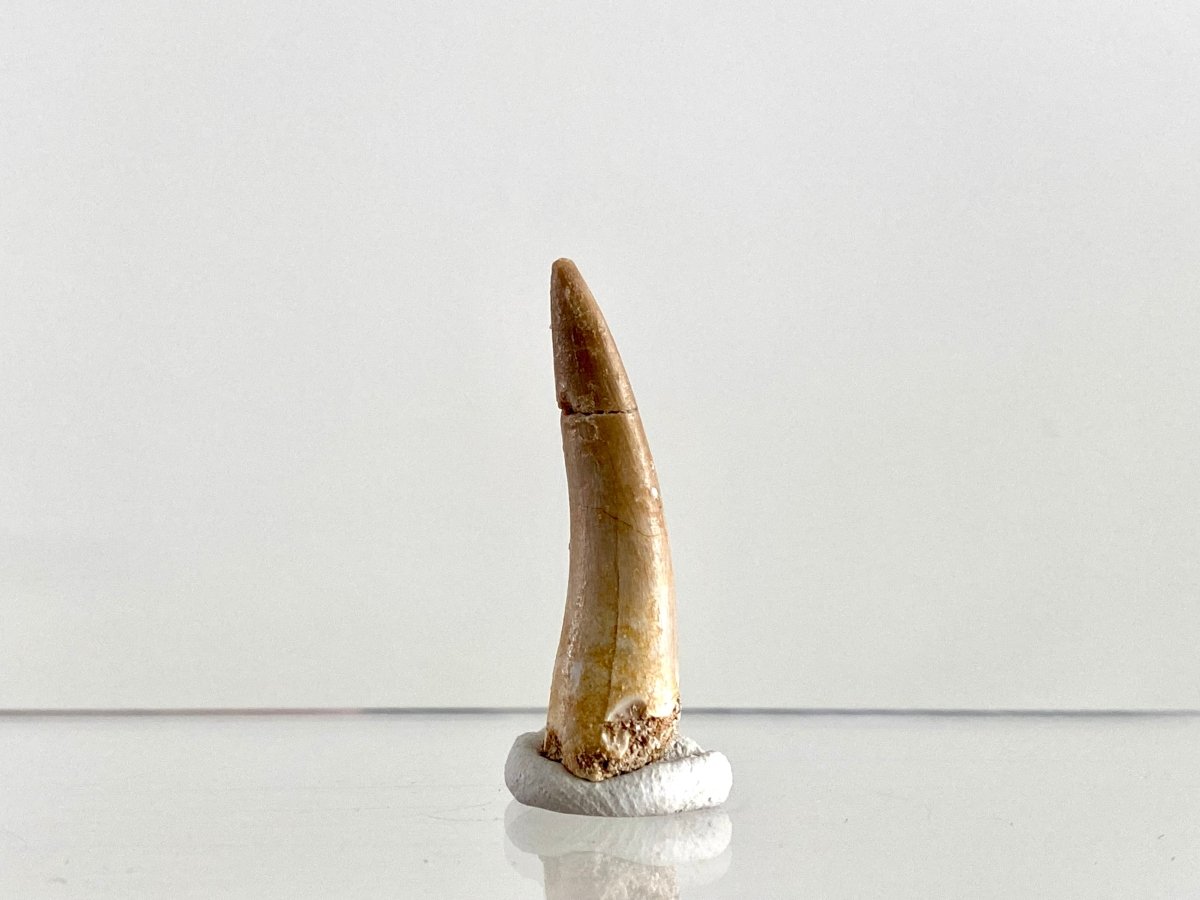 Zarafasaurus Fossil Tooth (1.51") – Plesiosaur species, Cretaceous Period, Morocco - FossilsAndMore