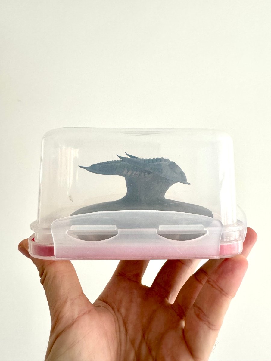 Zlichovaspis Trilobite Fossil (3.39") – Devonian Period, Morocco - FossilsAndMore