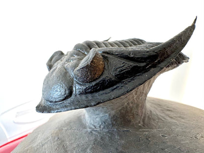 Zlichovaspis Trilobite Fossil (3.39") – Devonian Period, Morocco - FossilsAndMore