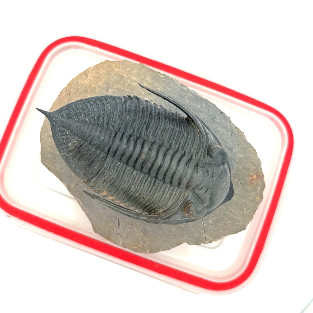Zlichovaspis Trilobite Fossil (3.39") – Devonian Period, Morocco - FossilsAndMore