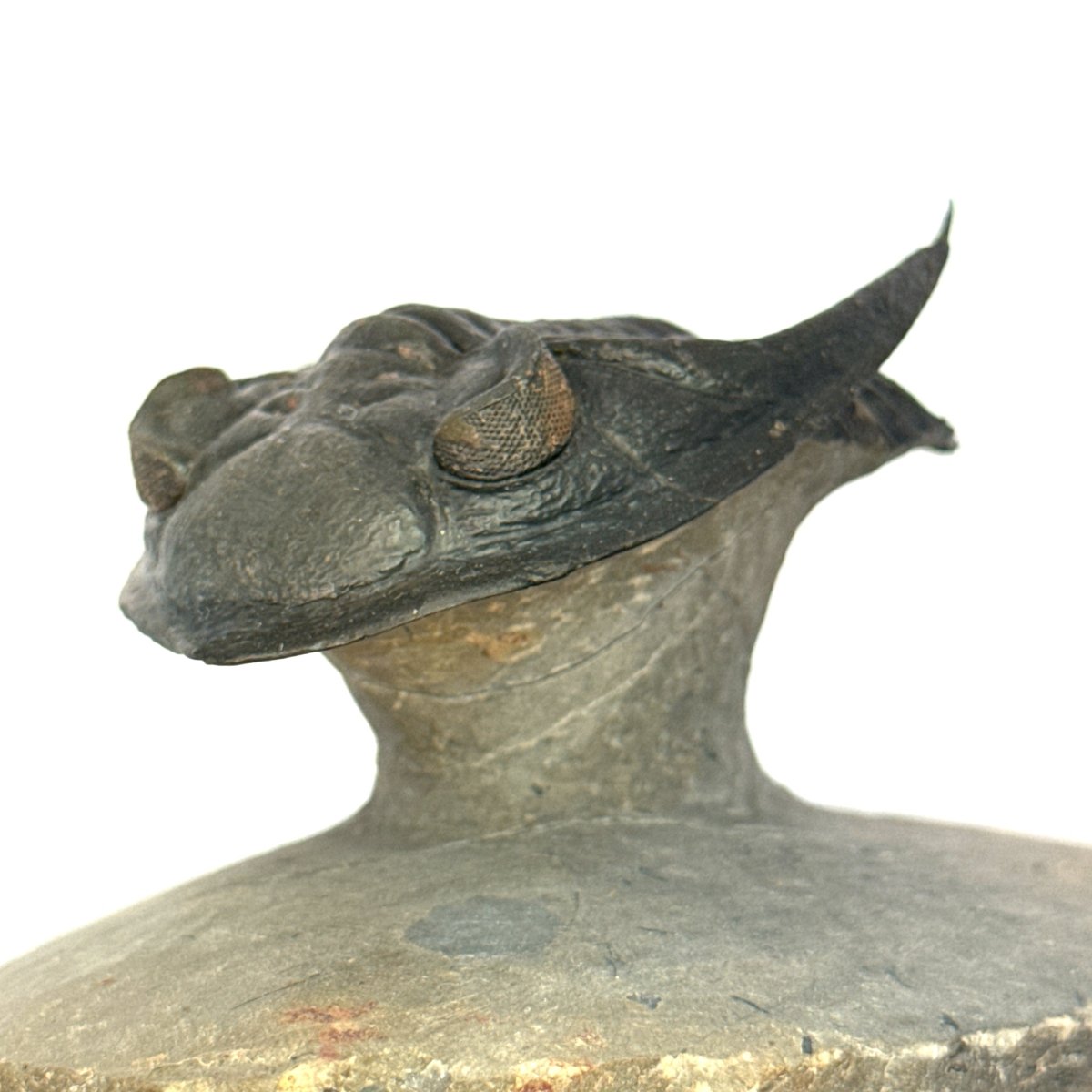 Zlichovaspis Trilobite Fossil (3.39") – Devonian Period, Morocco - FossilsAndMore