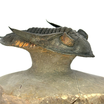Zlichovaspis Trilobite Fossil (3.39") – Devonian Period, Morocco - FossilsAndMore