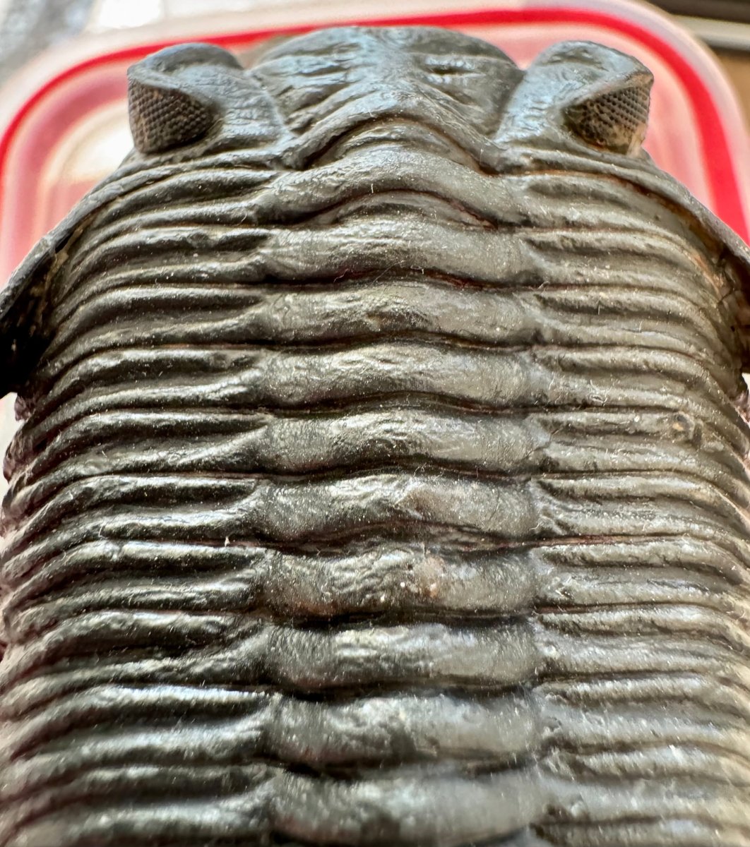 Zlichovaspis Trilobite Fossil (3.39") – Devonian Period, Morocco - FossilsAndMore