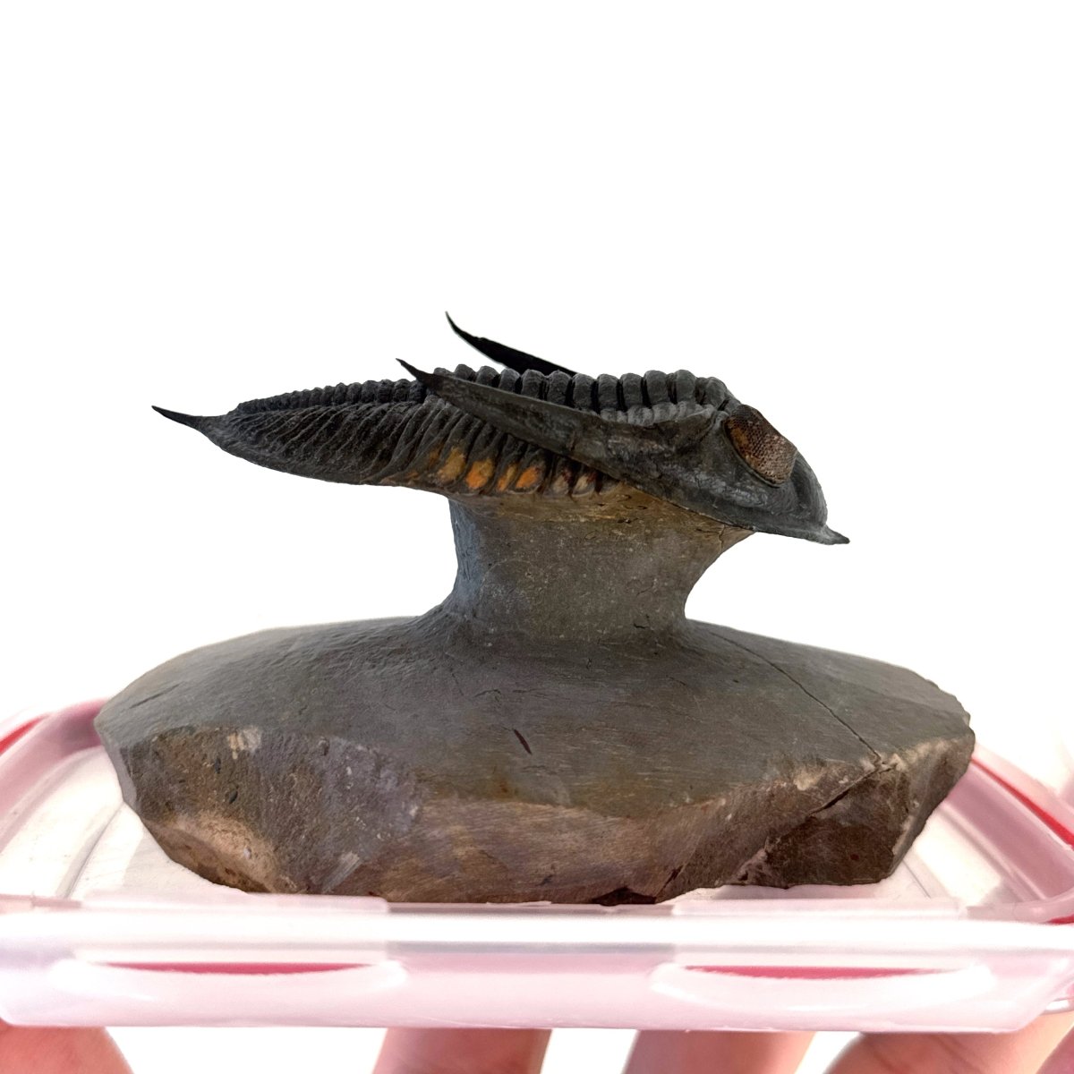 Zlichovaspis Trilobite Fossil (3.39") – Devonian Period, Morocco - FossilsAndMore