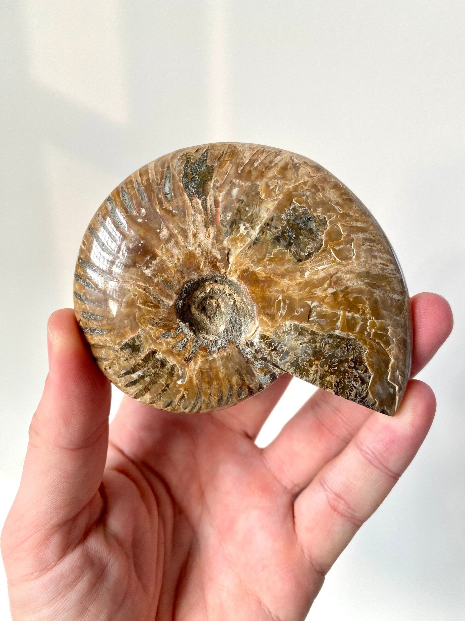 Ammonite Cleoniceras fossil (10cm) from Madagascar - FossilsAndMore