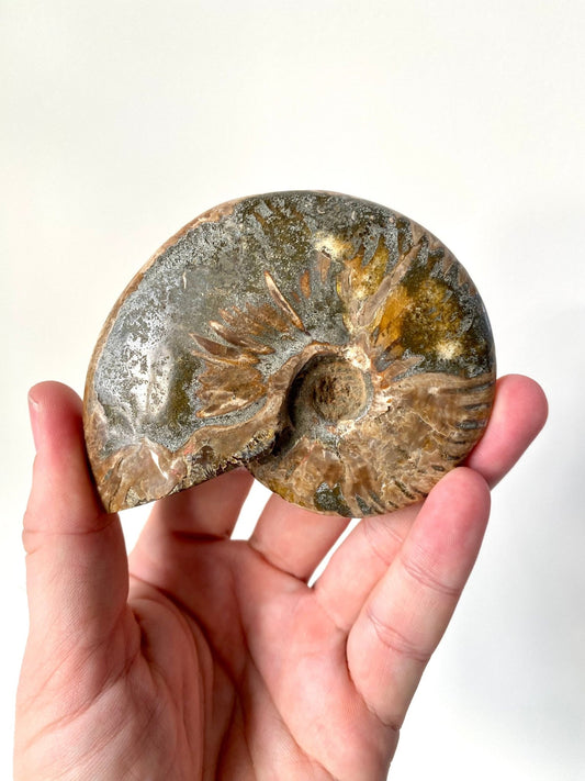 Ammonite Cleoniceras fossil (10cm) from Madagascar - FossilsAndMore