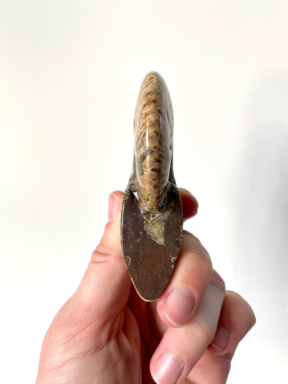 Ammonite Cleoniceras fossil (10cm) from Madagascar - FossilsAndMore