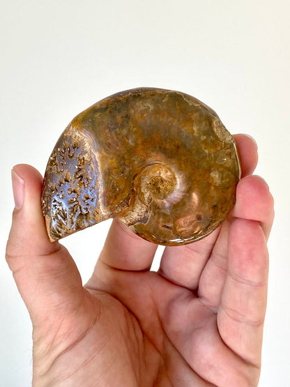 Ammonite fossil, Cleoniceras species (7.7cm) from Madagascar - FossilsAndMore