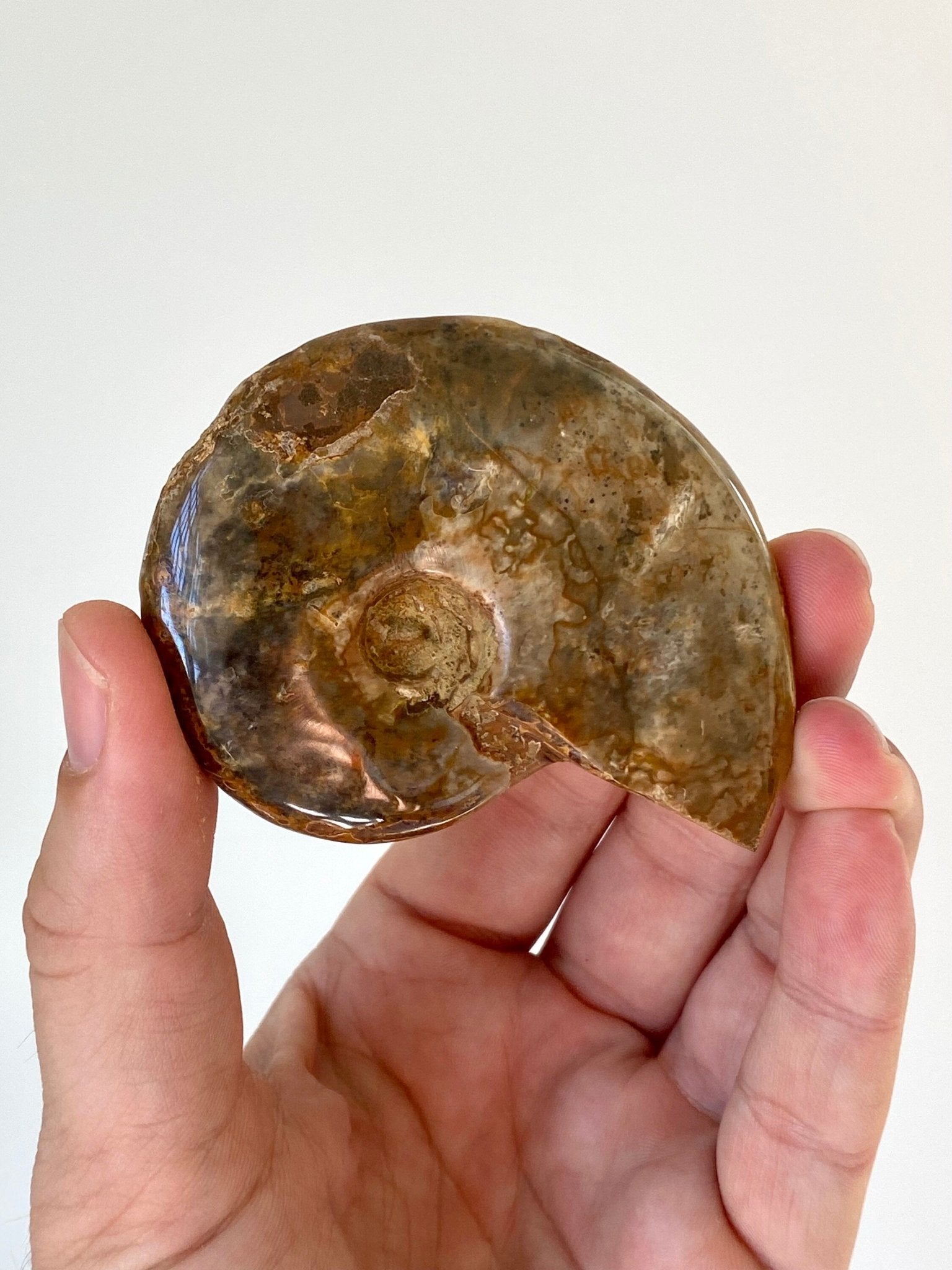 Ammonite fossil, Cleoniceras species (7.7cm) from Madagascar - FossilsAndMore