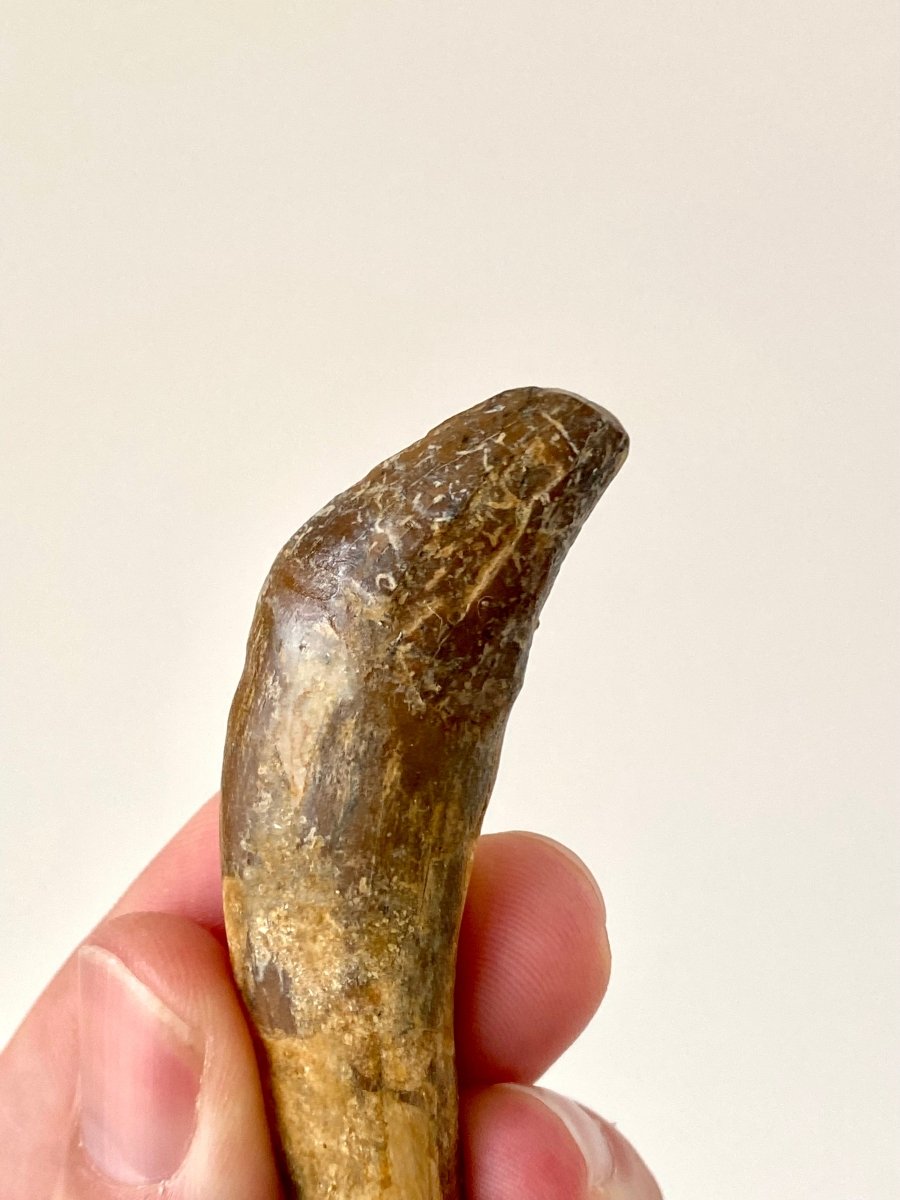 Basilosaurus tooth - FossilsAndMore