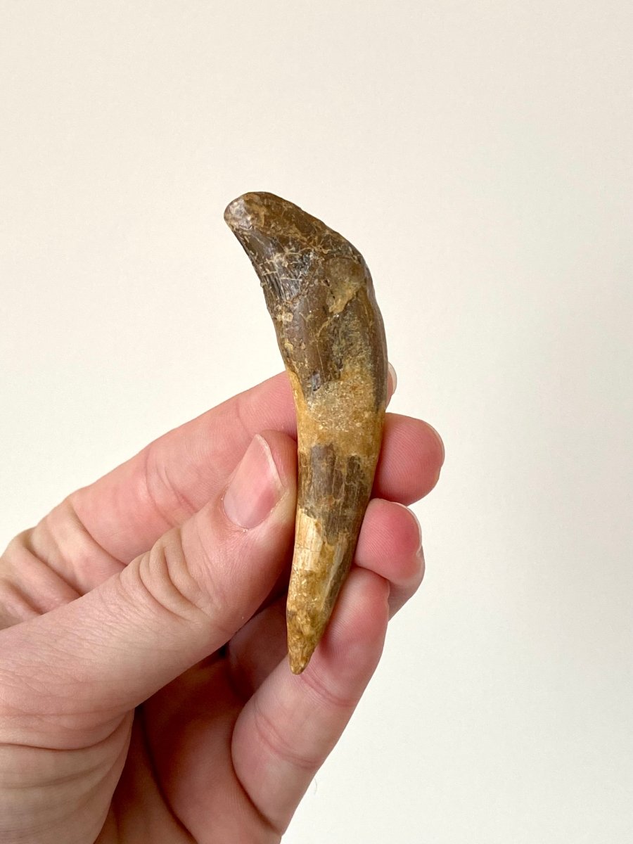 Basilosaurus tooth - FossilsAndMore