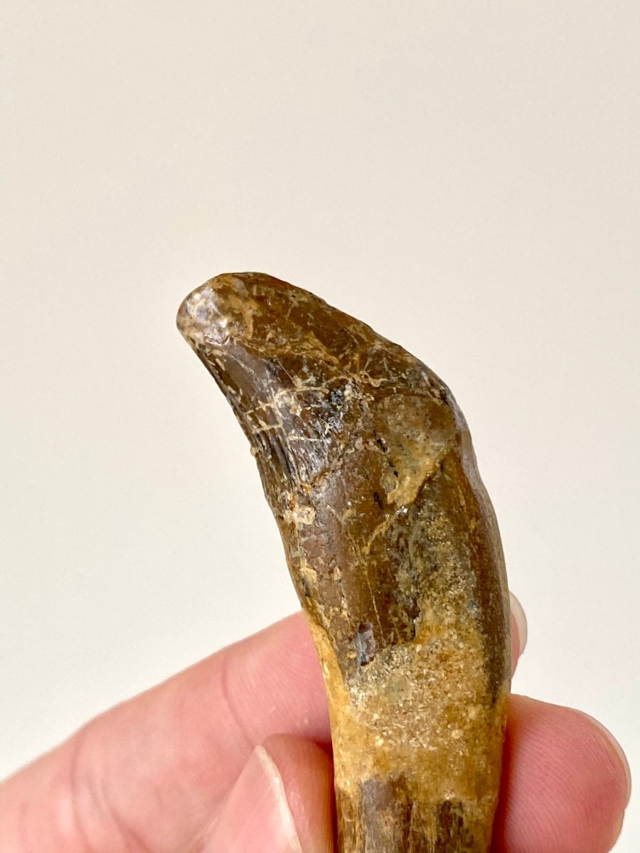 Basilosaurus tooth - FossilsAndMore