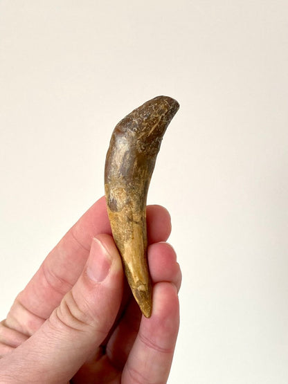 Basilosaurus tooth - FossilsAndMore