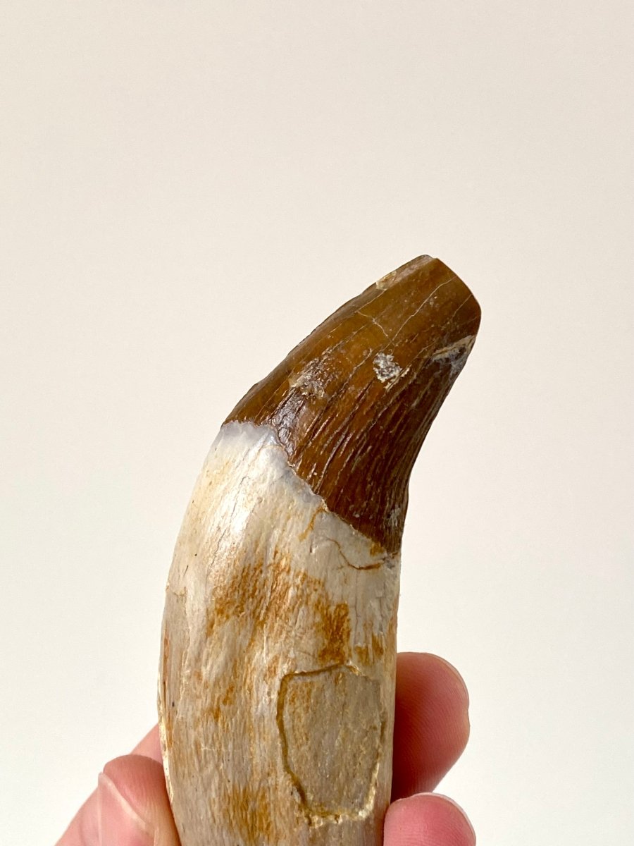 Big Basilosaurus fossil tooth - FossilsAndMore