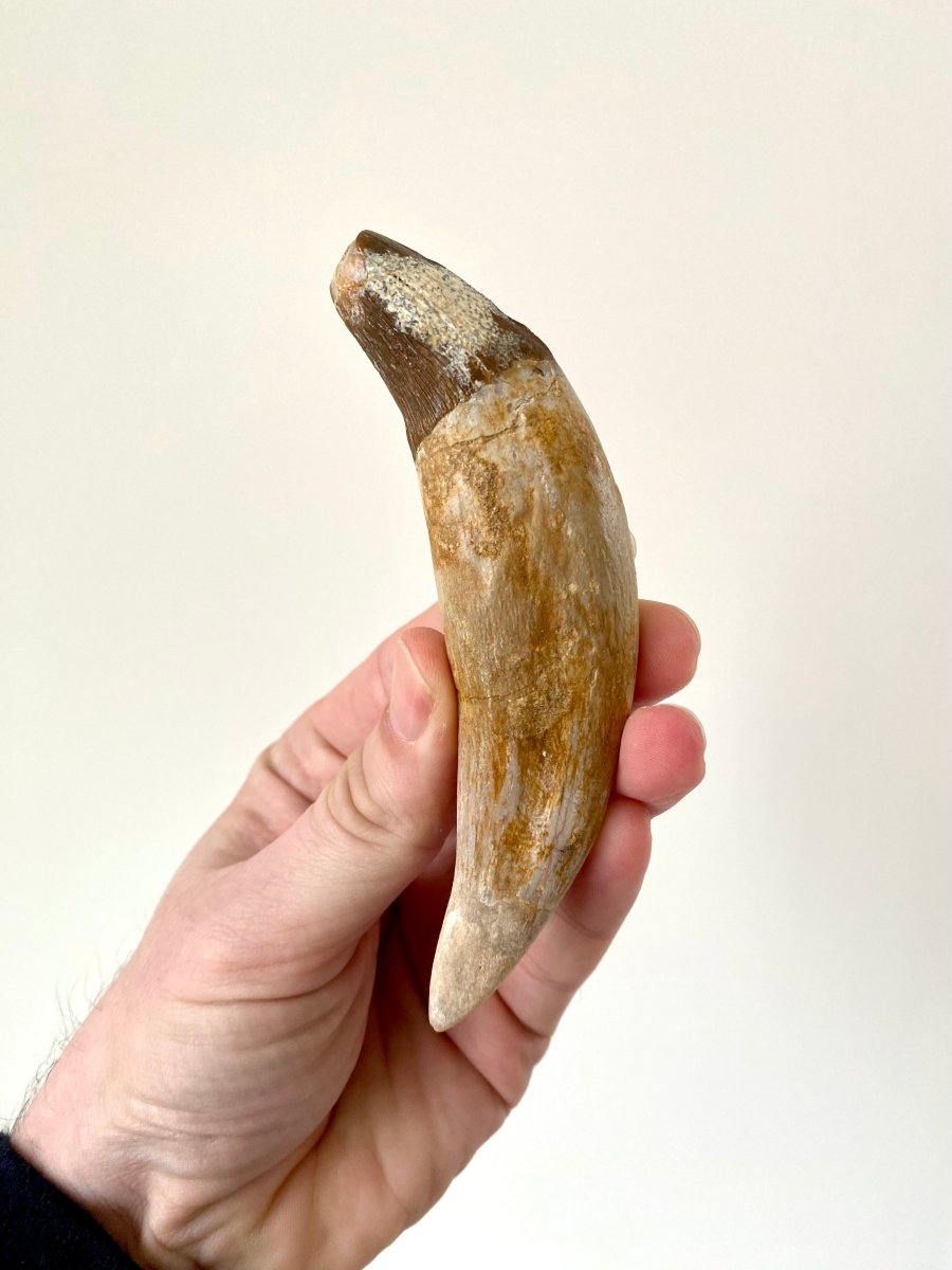 Big Basilosaurus fossil tooth - FossilsAndMore