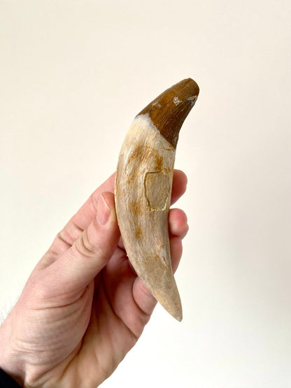 Big Basilosaurus fossil tooth - FossilsAndMore