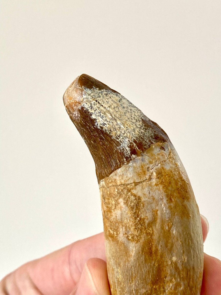 Big Basilosaurus fossil tooth - FossilsAndMore