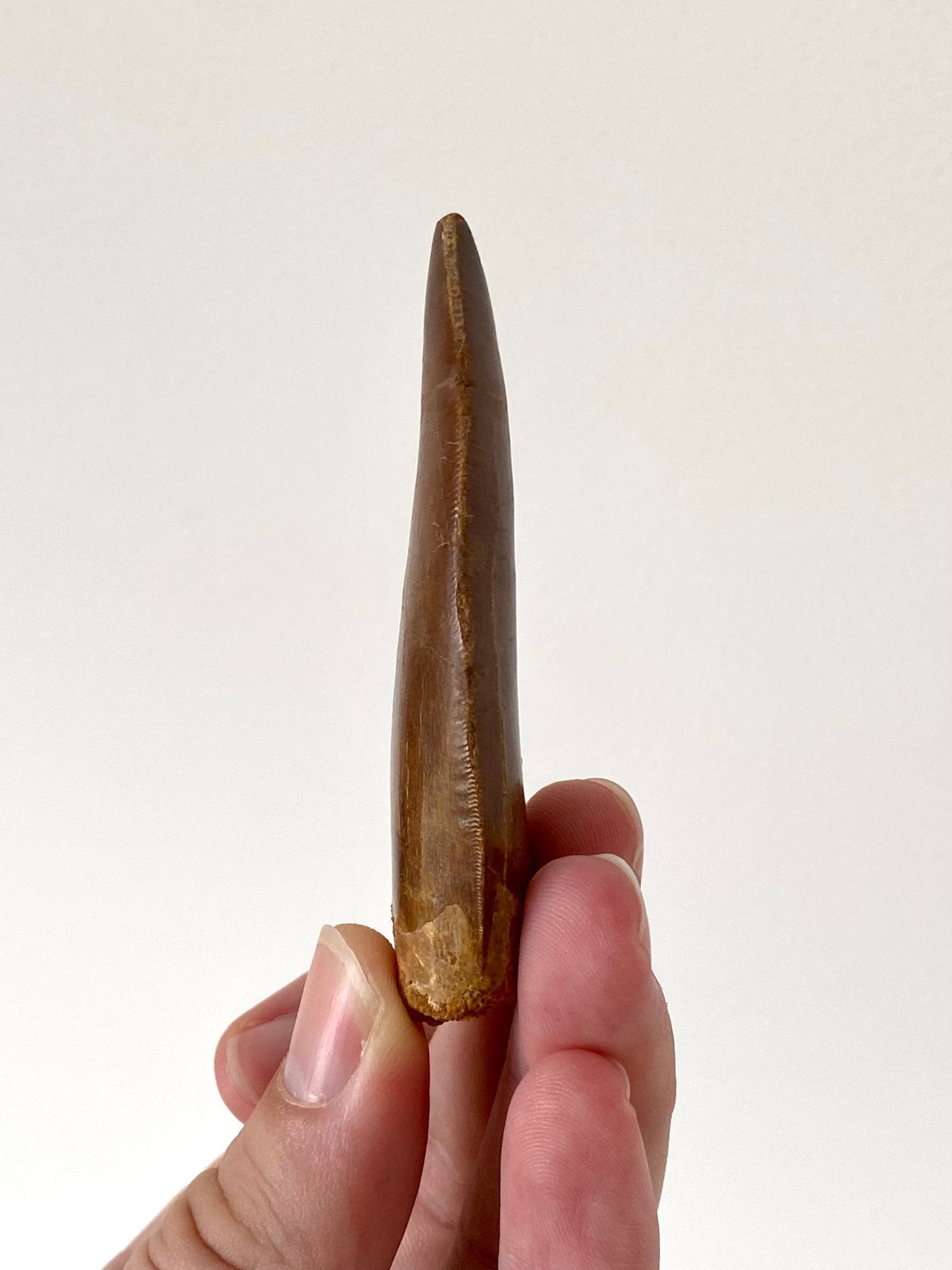 Big Carcharodontosaurus fossil tooth (7.8cm) - FossilsAndMore