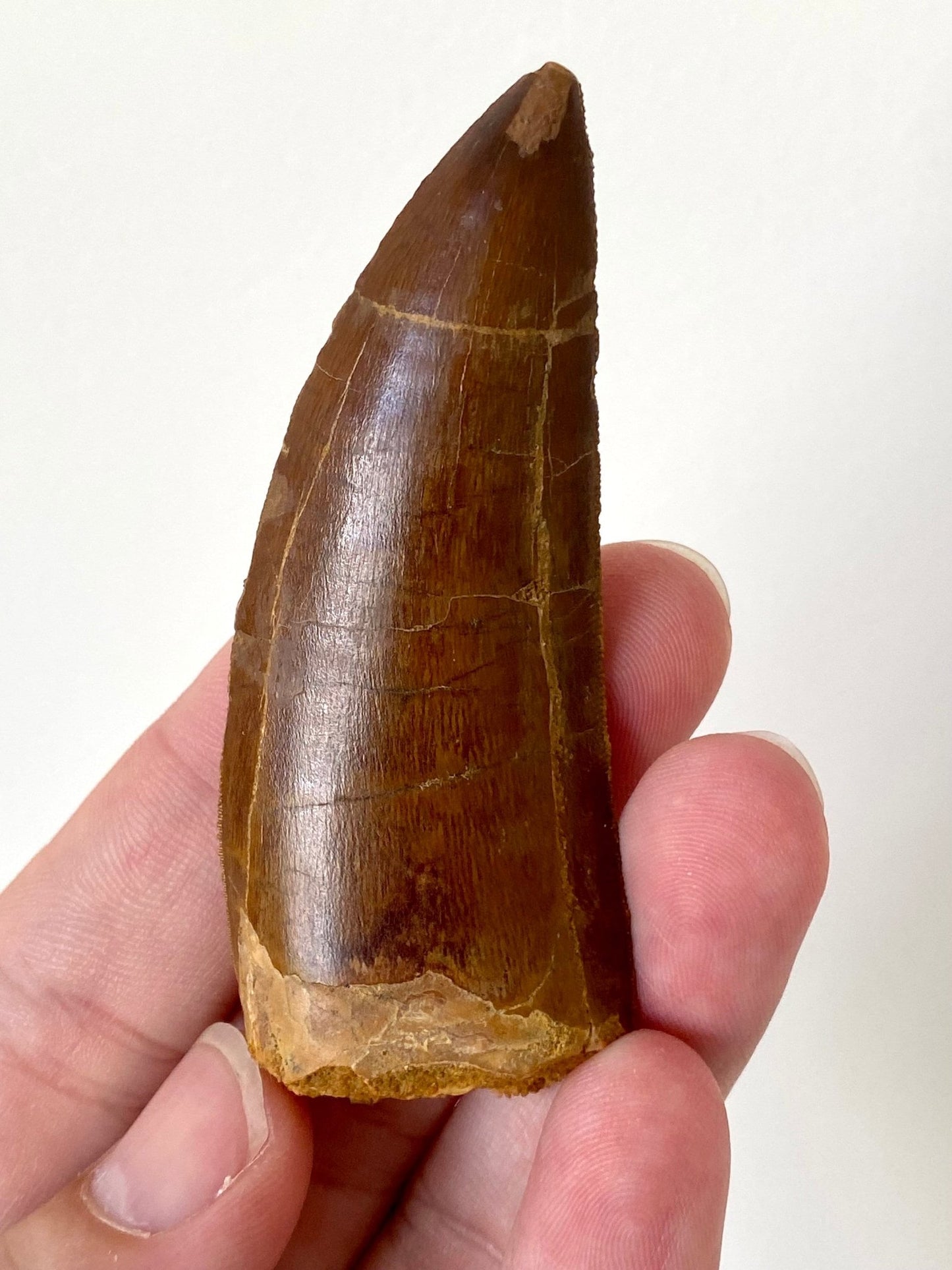 Big Carcharodontosaurus fossil tooth (7.8cm) - FossilsAndMore