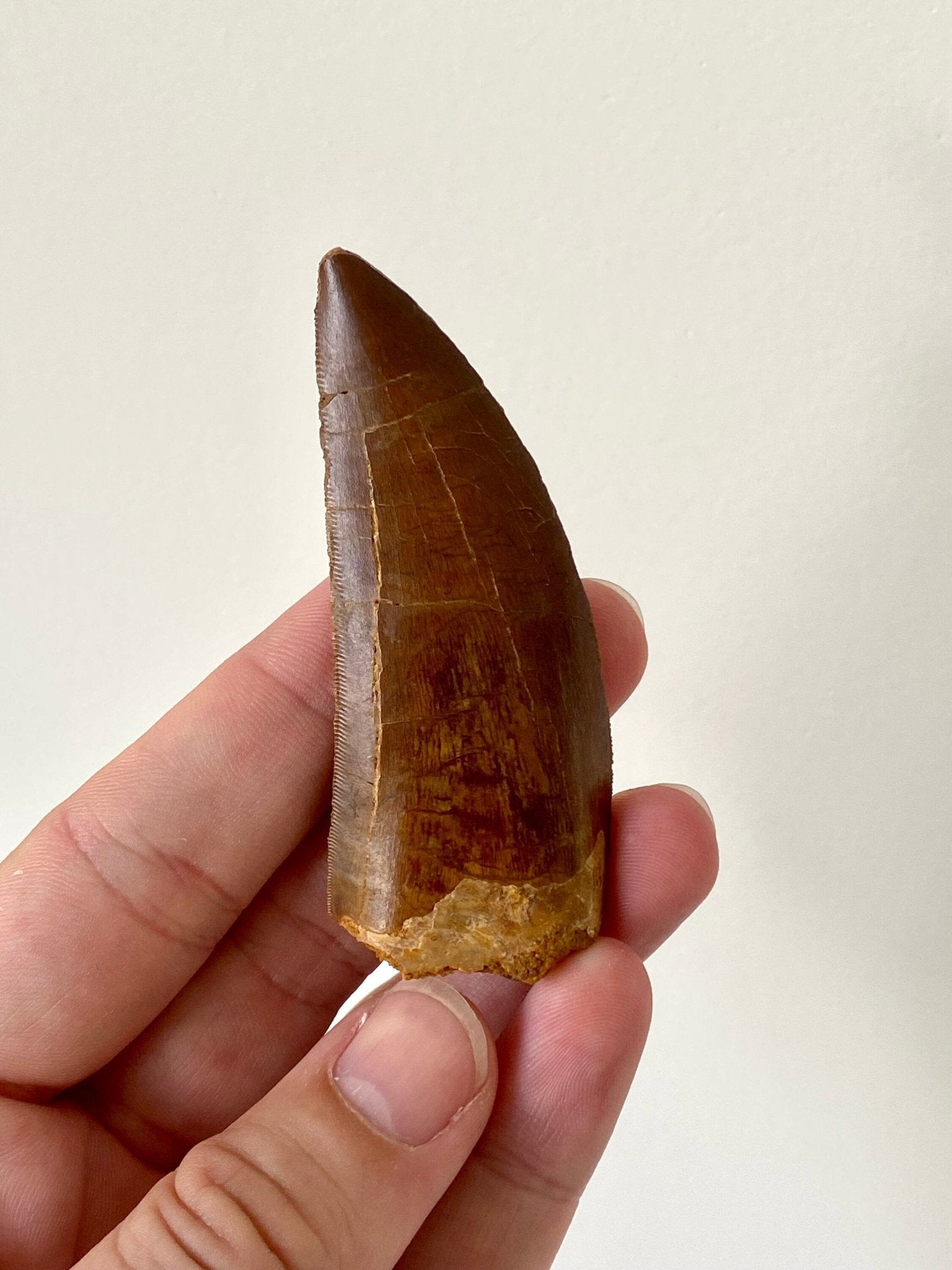 Big Carcharodontosaurus fossil tooth (7.8cm) - FossilsAndMore