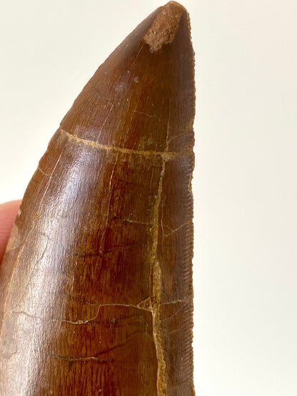 Big Carcharodontosaurus fossil tooth (7.8cm) - FossilsAndMore