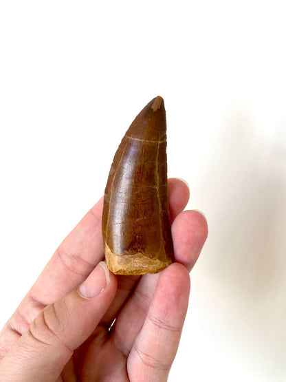 Big Carcharodontosaurus fossil tooth (7.8cm) - FossilsAndMore