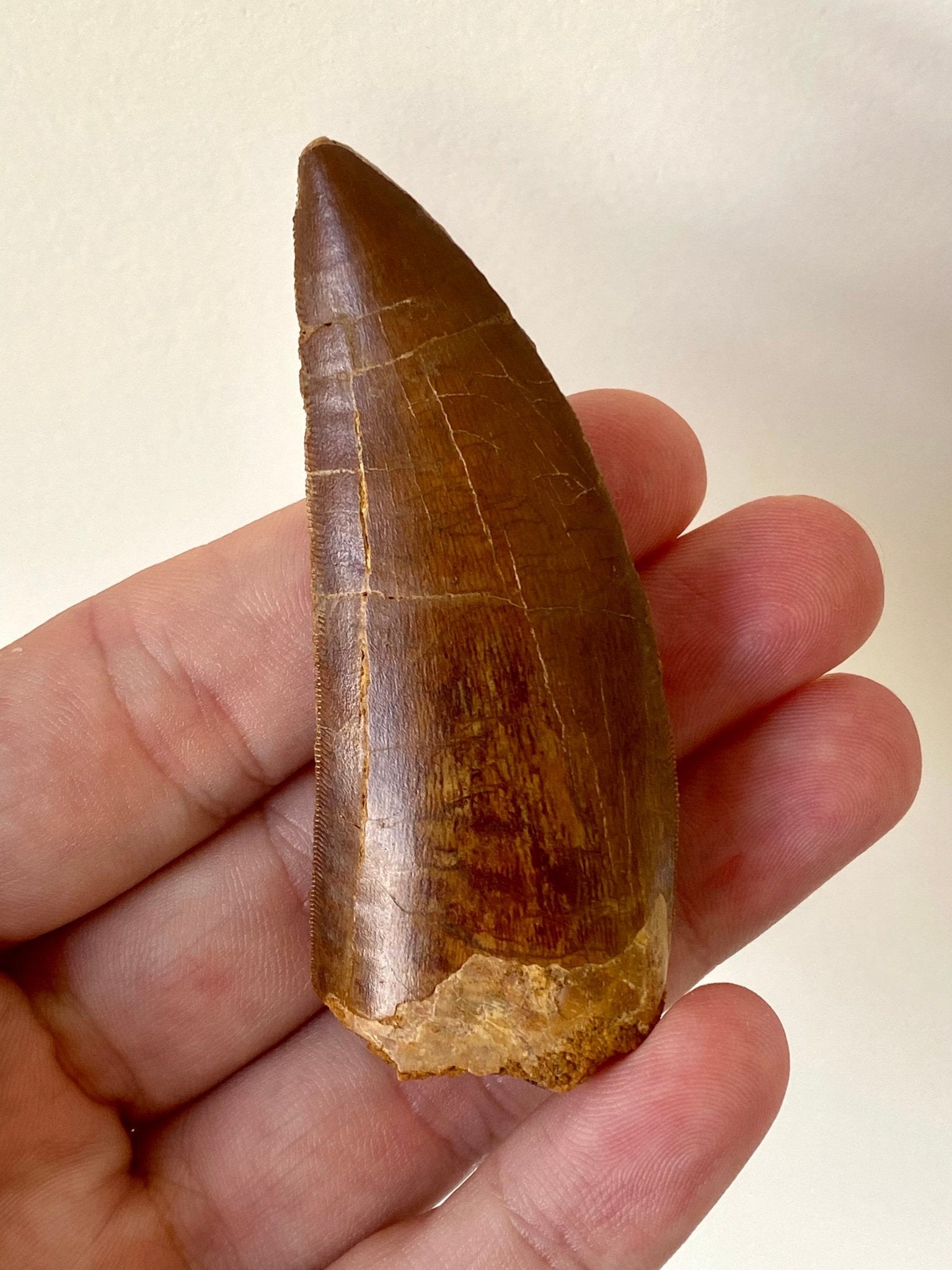 Big Carcharodontosaurus fossil tooth (7.8cm) - FossilsAndMore