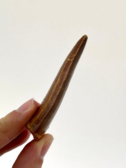 Big Carcharodontosaurus fossil tooth (7.8cm) - FossilsAndMore