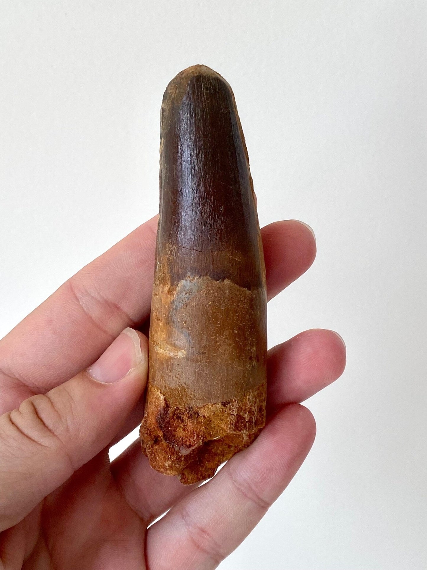 Big Spinosaurus fossil tooth (11cm), genuine dino tooth - FossilsAndMore