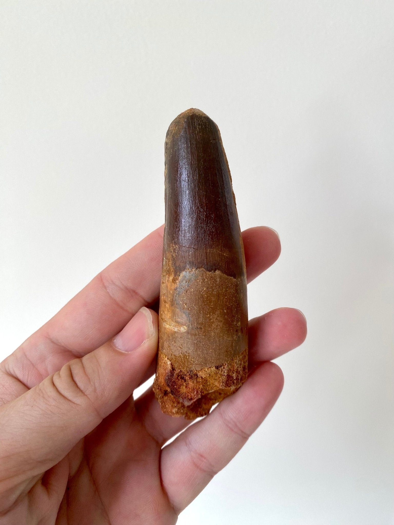 Big Spinosaurus fossil tooth (11cm), genuine dino tooth - FossilsAndMore