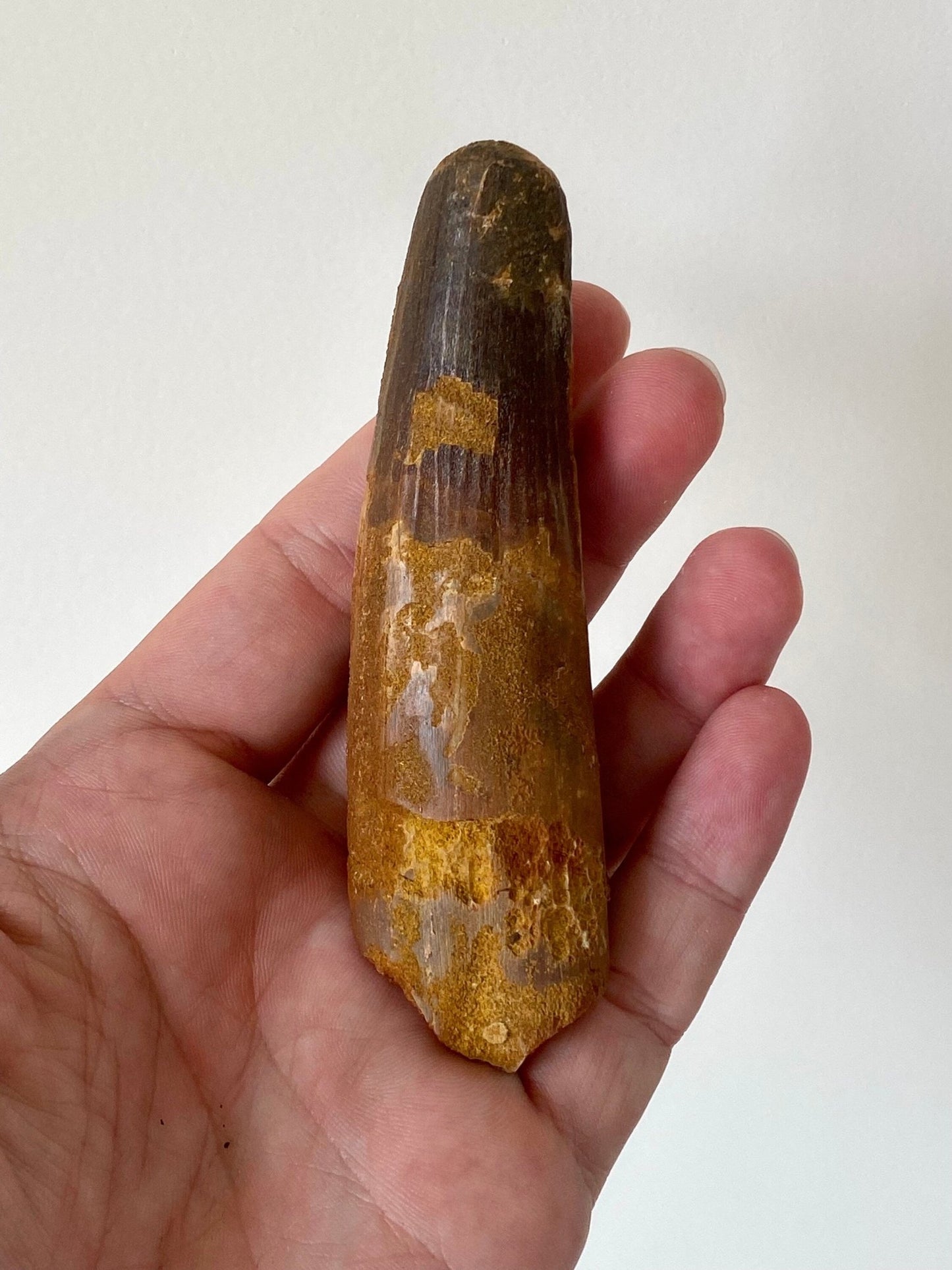 Big Spinosaurus fossil tooth (11cm), genuine dino tooth - FossilsAndMore