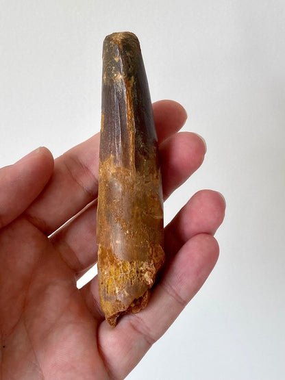 Big Spinosaurus fossil tooth (11cm), genuine dino tooth - FossilsAndMore