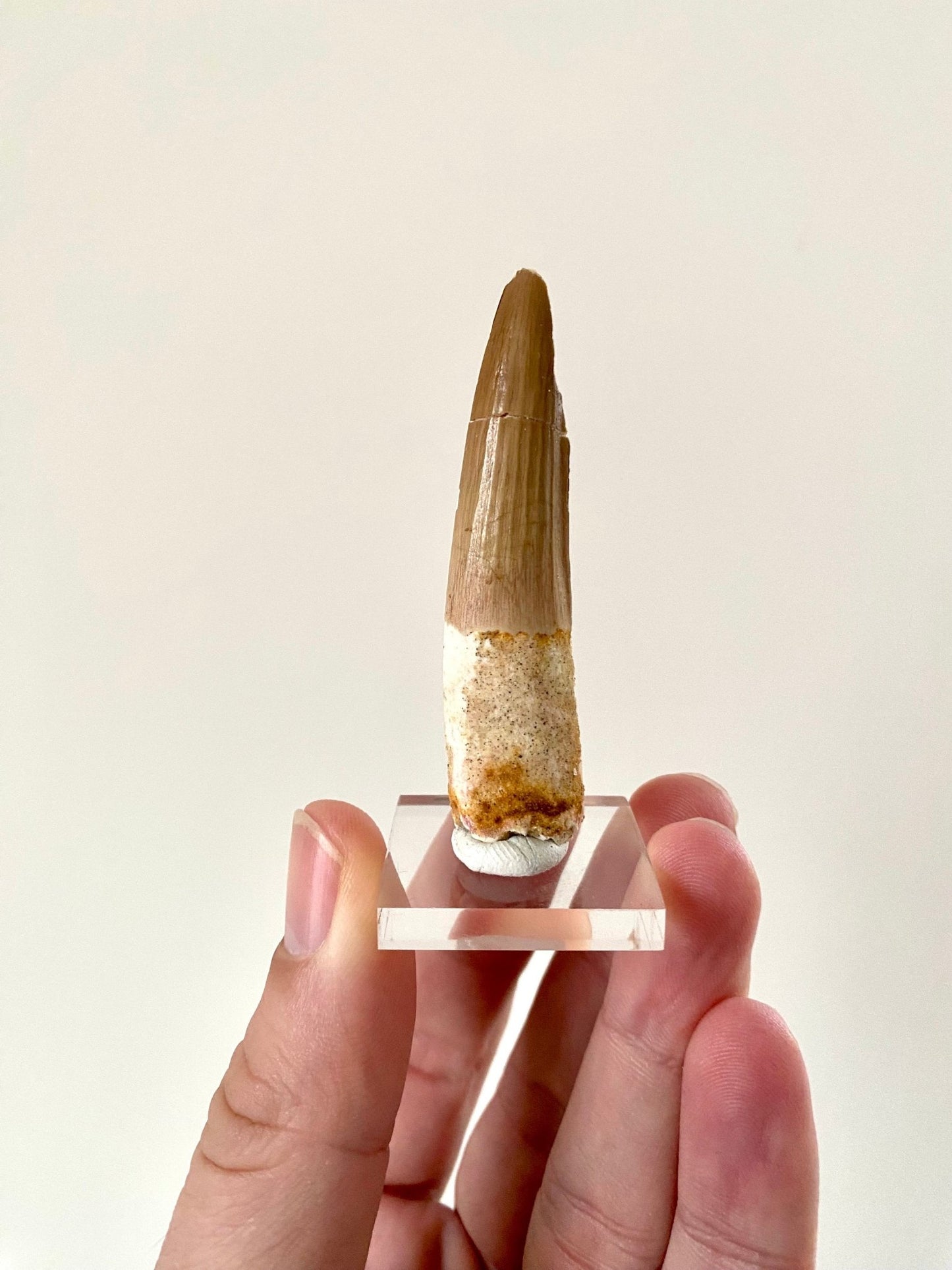 Big Spinosaurus fossil tooth (6.3cm), genuine dino fossil - FossilsAndMore