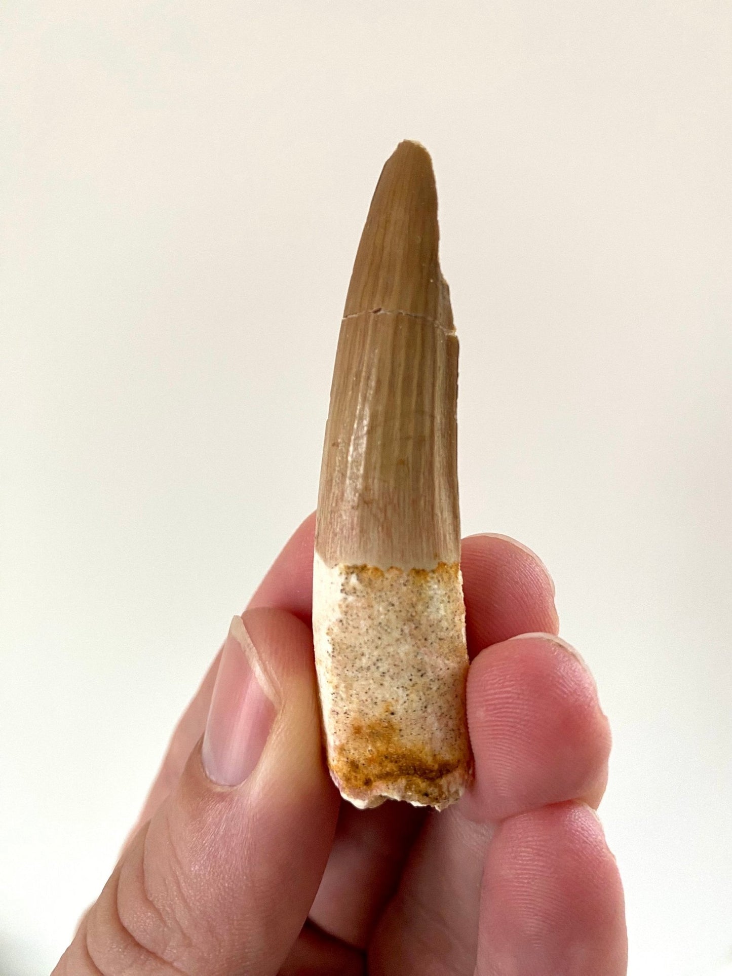 Big Spinosaurus fossil tooth (6.3cm), genuine dino fossil - FossilsAndMore