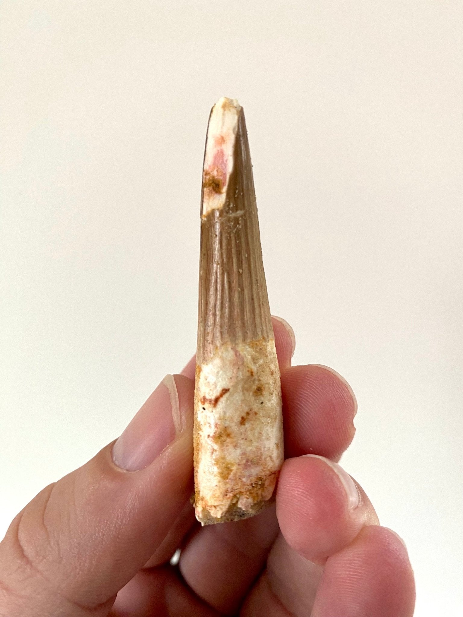 Big Spinosaurus fossil tooth (6.3cm), genuine dino fossil - FossilsAndMore