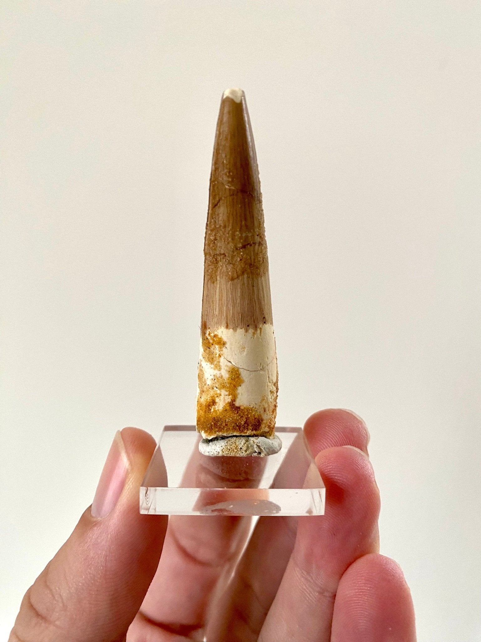 Big Spinosaurus fossil tooth (6.5cm), genuine dino fossil - FossilsAndMore