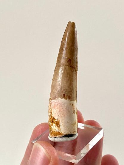 Big Spinosaurus fossil tooth (6.5cm), genuine dino fossil - FossilsAndMore