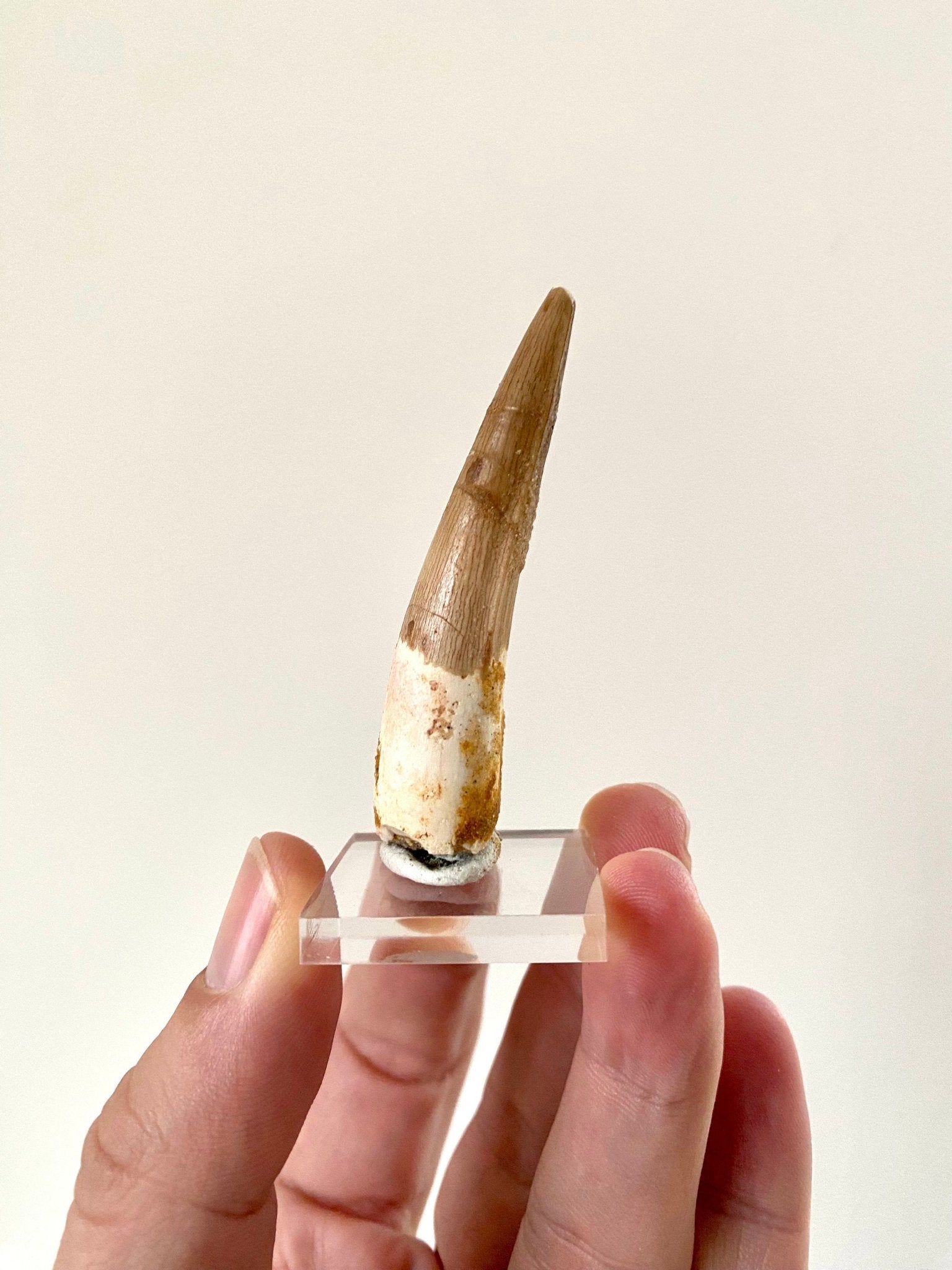 Big Spinosaurus fossil tooth (6.5cm), genuine dino fossil - FossilsAndMore