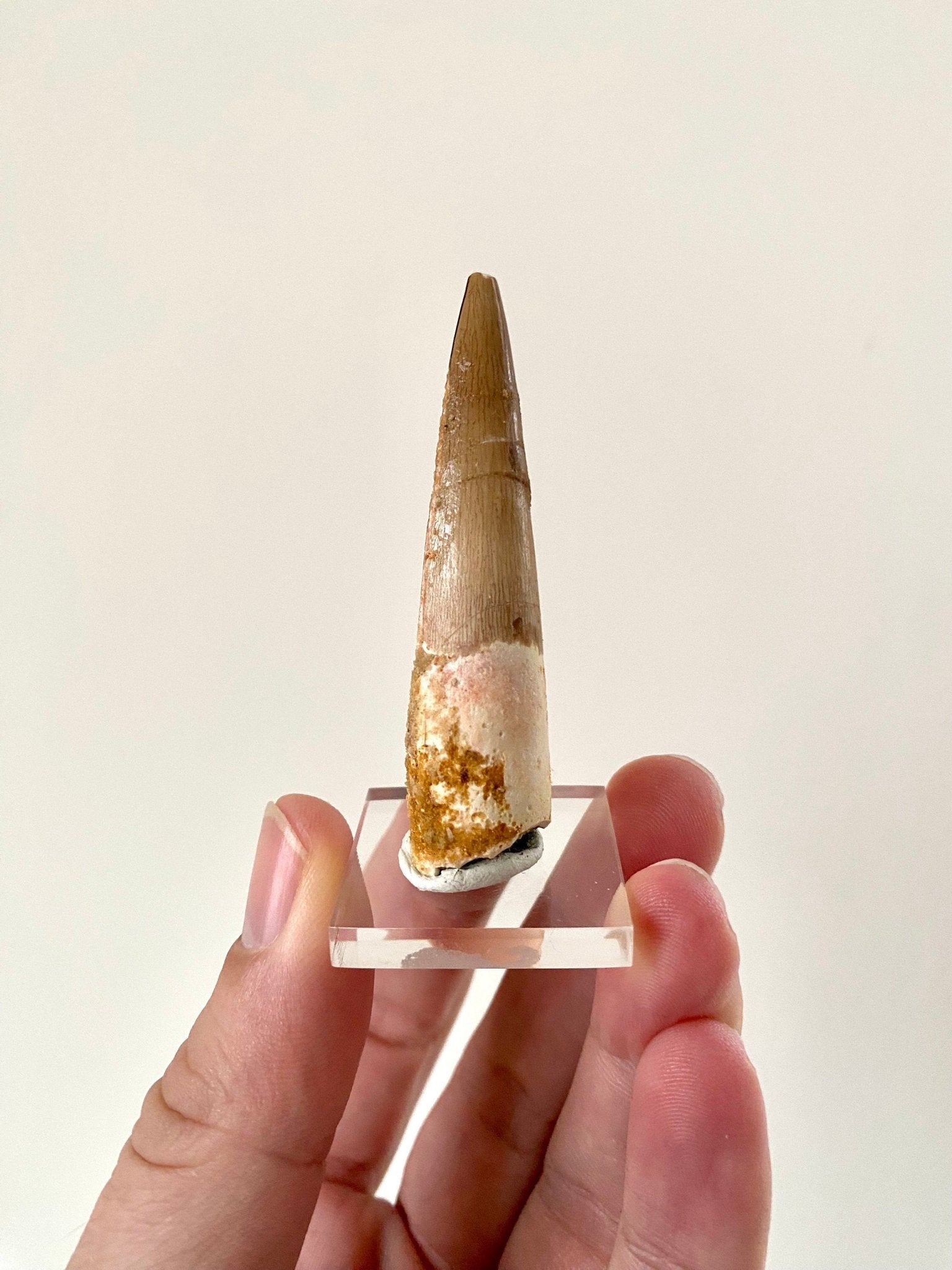 Big Spinosaurus fossil tooth (6.5cm), genuine dino fossil - FossilsAndMore