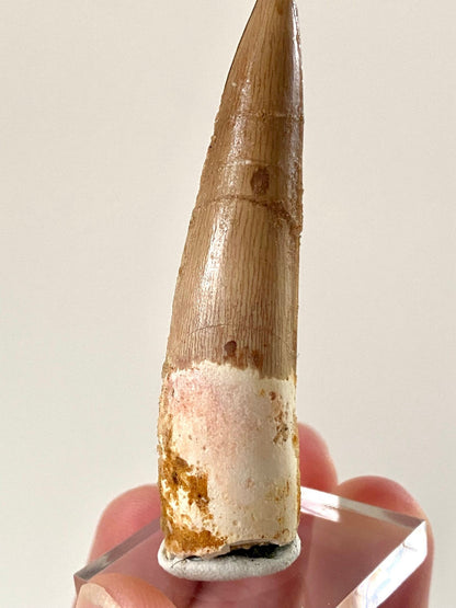 Big Spinosaurus fossil tooth (6.5cm), genuine dino fossil - FossilsAndMore