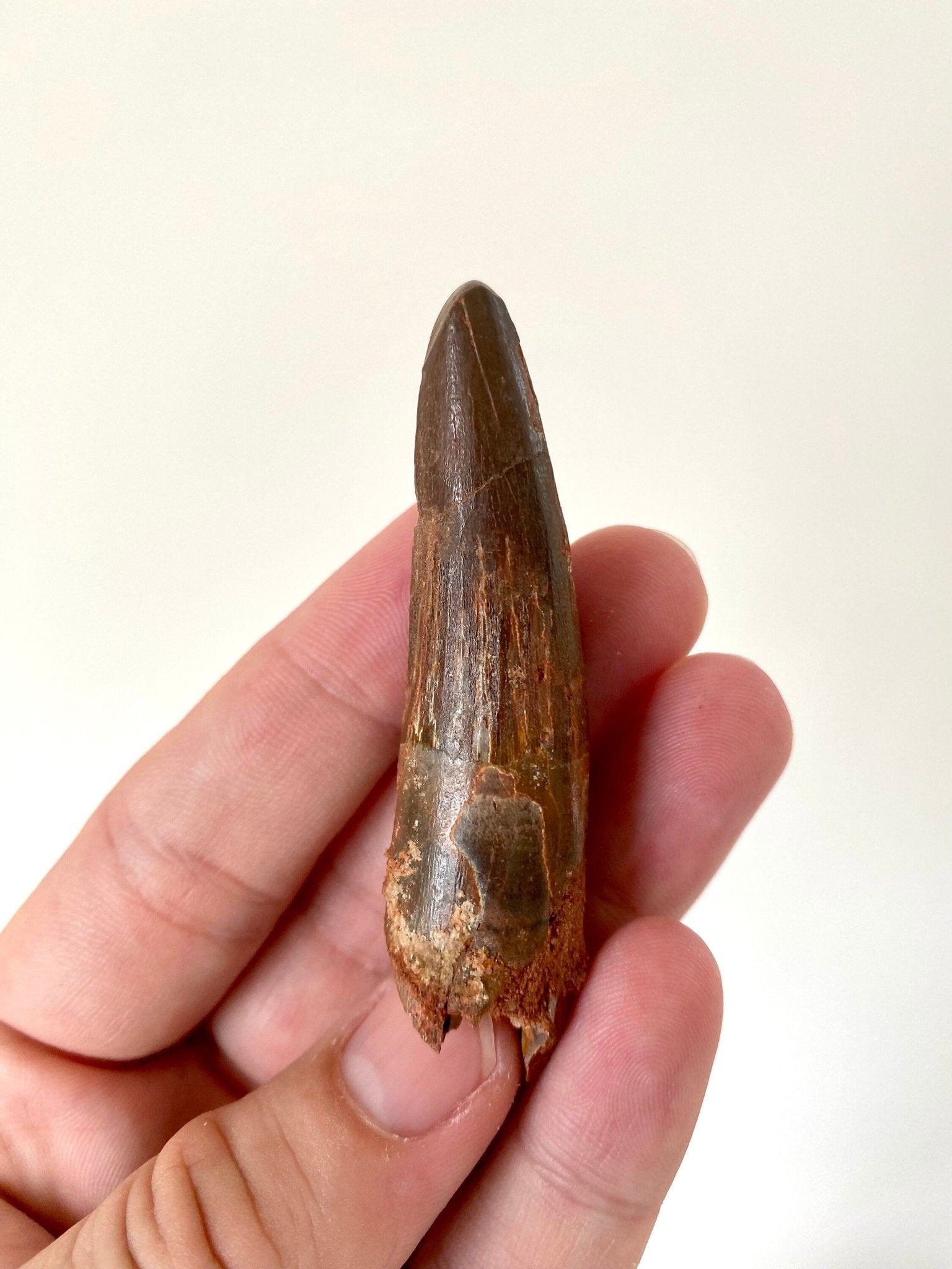 Big Spinosaurus Maroccanus fossil tooth (7.4cm) - FossilsAndMore