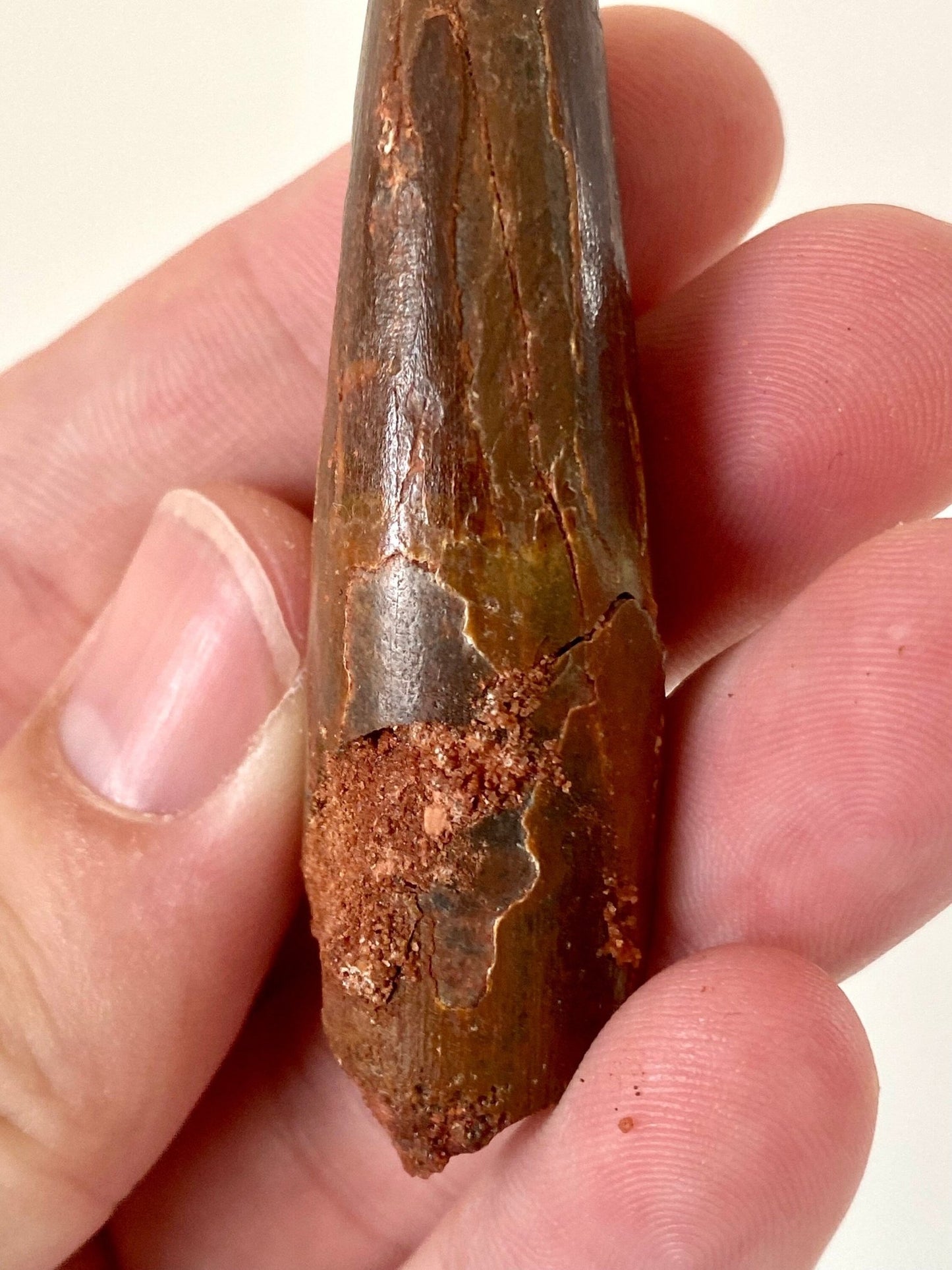 Big Spinosaurus Maroccanus fossil tooth (7.4cm) - FossilsAndMore