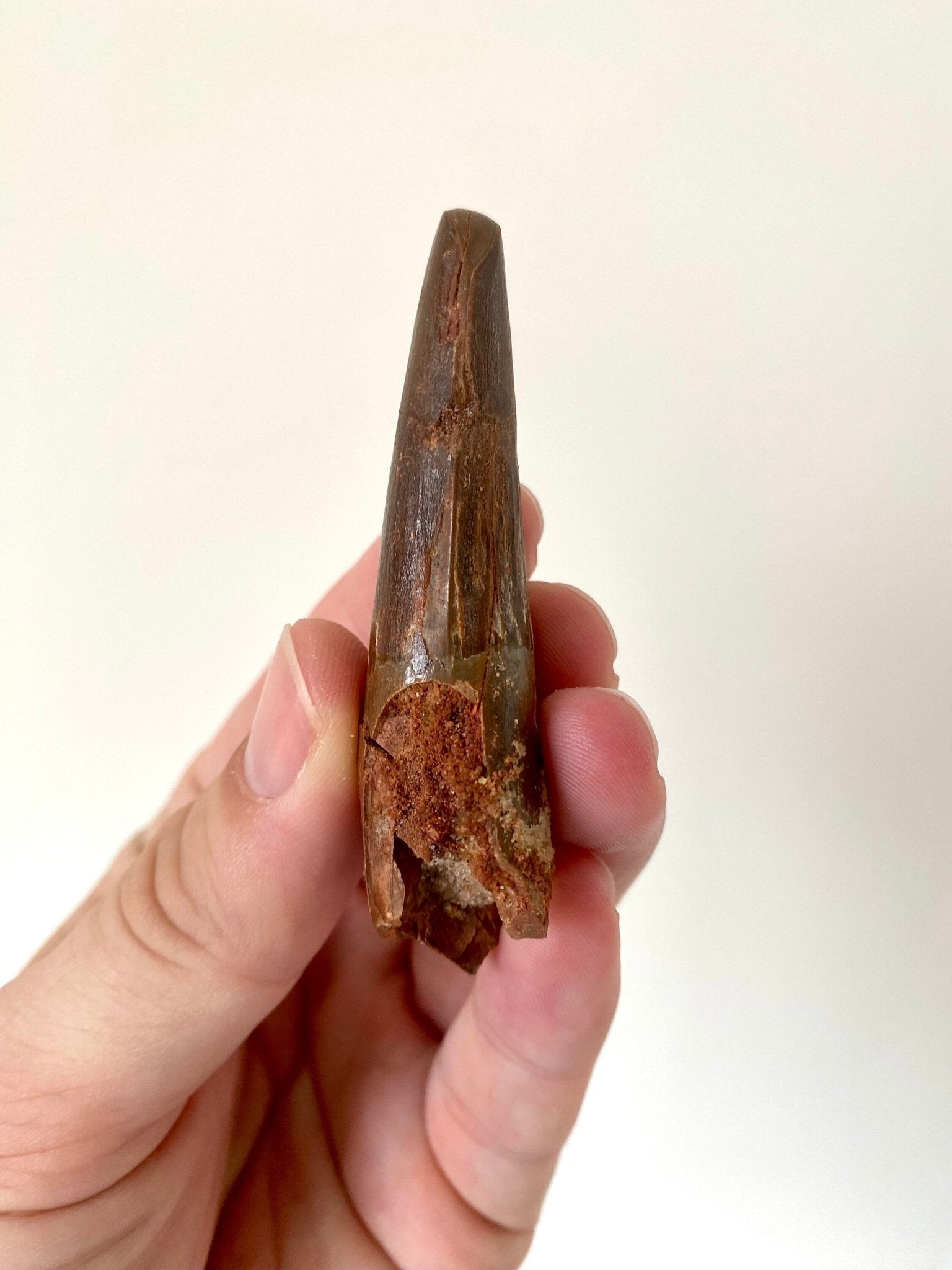 Big Spinosaurus Maroccanus fossil tooth (7.4cm) - FossilsAndMore