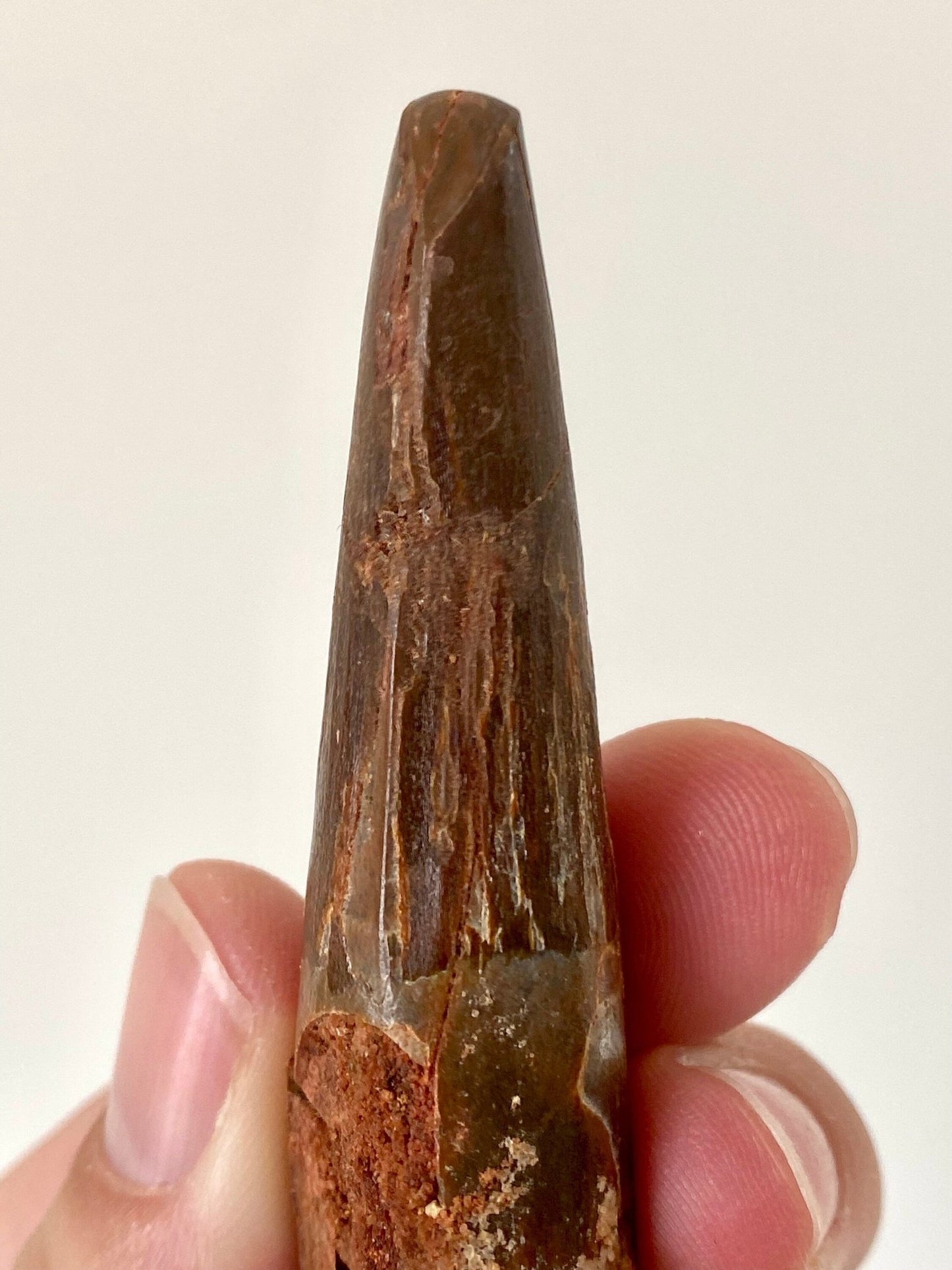 Big Spinosaurus Maroccanus fossil tooth (7.4cm) - FossilsAndMore