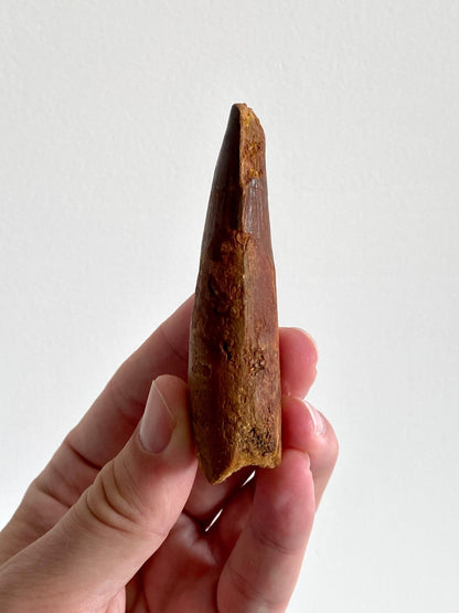 Big Spinosaurus Maroccanus fossil tooth (8.6cm) - FossilsAndMore