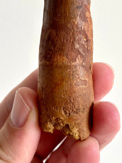 Big Spinosaurus Maroccanus fossil tooth (8.6cm) - FossilsAndMore